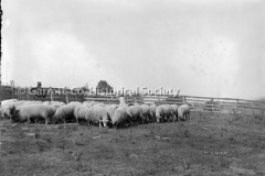 1014-Flock-of-Sheep-1014-