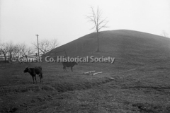 1479-Cows-on-Hillside-333A