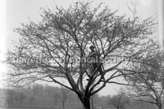 1487-Man-in-Tree-341A