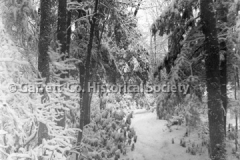 1543-Snow-Scene-Elk-44BAF7