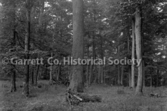1912-Oak-Trees-772A