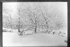 2063-Trees-and-Snow-44BF54