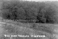 2736-Tangled-Wildwood-271C