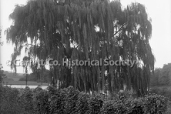 0600-Weeping-Willow-44B685